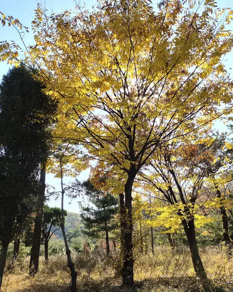 Kore 'de sonbahar ormanı