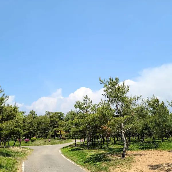 Ormanı yaz aylarında yol