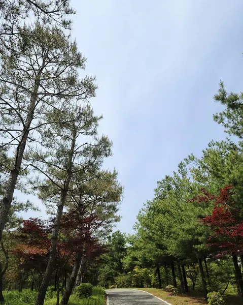 Ormanın güzel manzarası