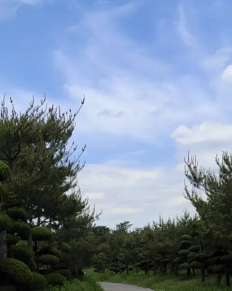 Güzel bir manzara Ağacı ve mavi gökyüzü