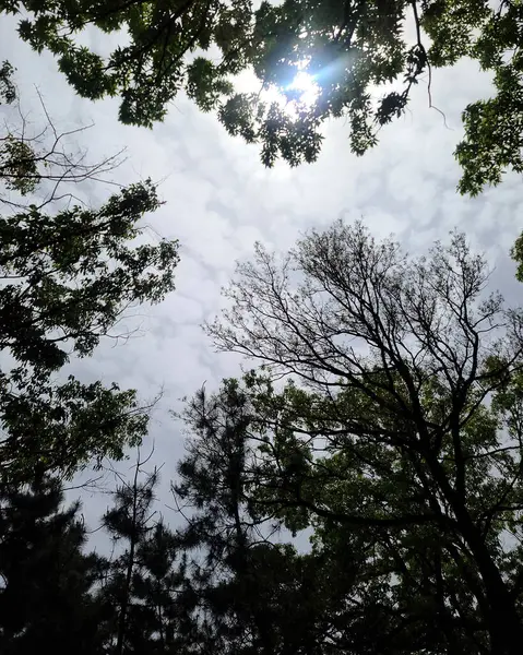 Ormanda yeşil yapraklar