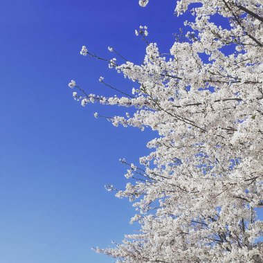 Mavi gökyüzü arka plan bahar çiçekleri
