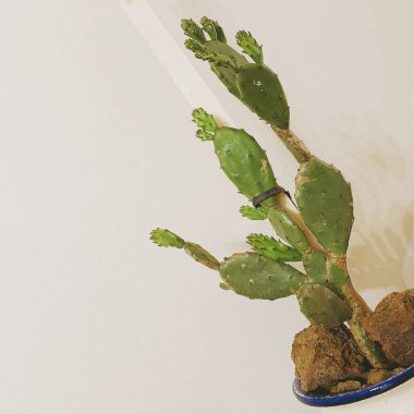 Beyaz arkaplanda kaktüs