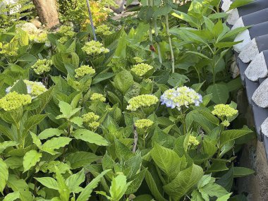 Bahçedeki çiçekler.