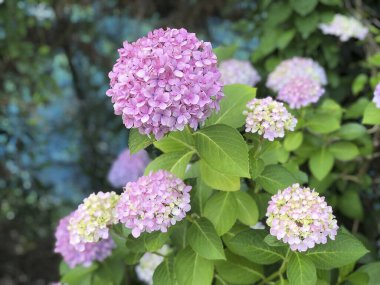 Bahçedeki ortanca çiçekleri