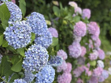 Bahçedeki güzel çiçekler