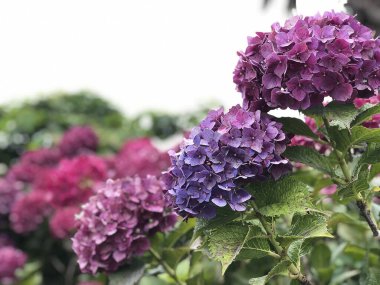 Bir bahçe Hydrangea macrophylla
