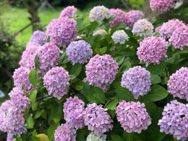 Bahçedeki güzel çiçekler