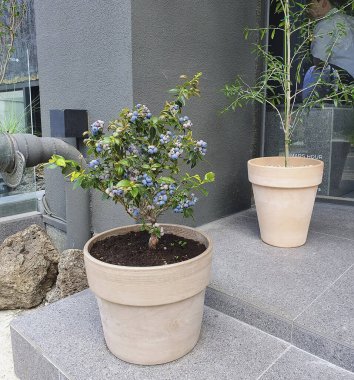 Duvardaki mavi çiçekler. yüksek kaliteli fotoğraf