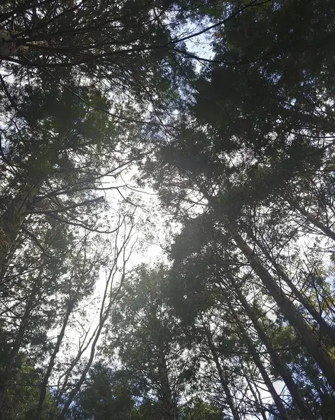 Gündüzleri ormandaki ağaçlar