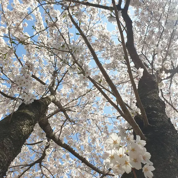 Güzel botanik fotoğrafı, doğal duvar kağıdı.