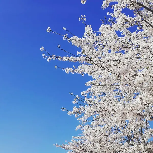 Mavi gökyüzü arka plan bahar çiçekleri