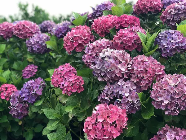 Bahçedeki güzel çiçekler