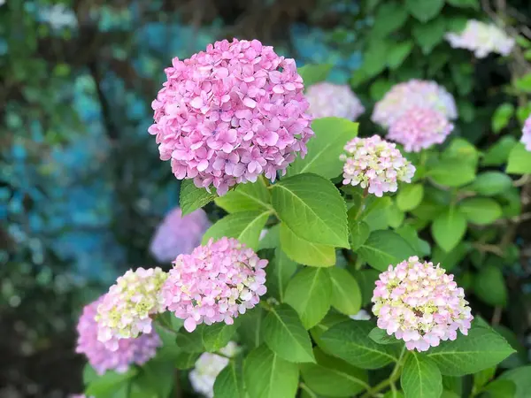 Bahçedeki ortanca çiçekleri