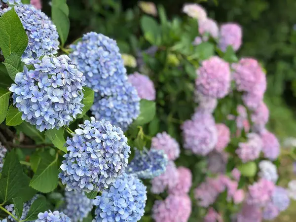 Bahçedeki güzel çiçekler
