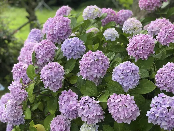 Bahçedeki güzel çiçekler