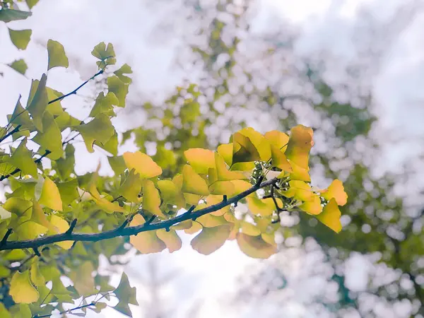 Ağaçtaki sarı yapraklar