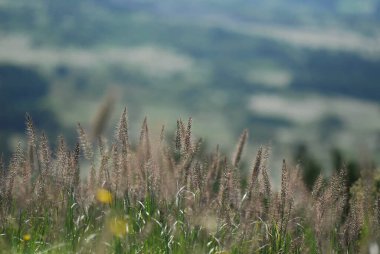 Bahçedeki yeşil çimenler