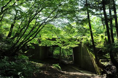 Ormanda yeşilliklerle çevrili terk edilmiş eski bir binanın kalıntılarının dikey görüntüsü.