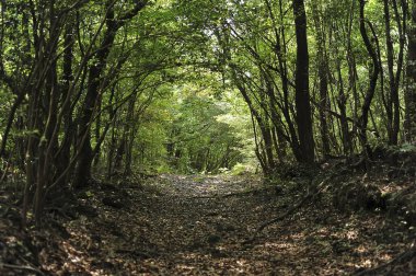 Yeşilliklerle çevrili bir ağacın ortasındaki orman yolunun güzel bir görüntüsü.
