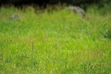 Çimenli ve çiçekli yeşil çayır.