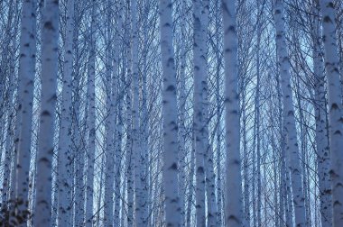 huş ağacı orman manzarası sabahın erken saatlerinde