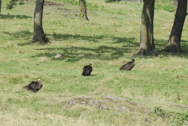 Yeşil çayırdaki siyah kuşlar