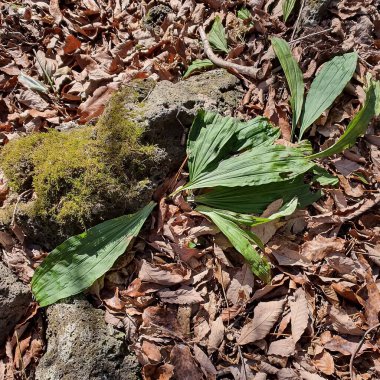 Beyaz, kahverengi ve sarı yaprakların yakın plan çekimi.
