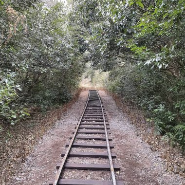 Ormanda demiryolu rayları