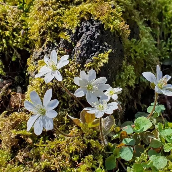 Ormandaki sarımsağın beyaz çiçekleri. Kapat - kapat.