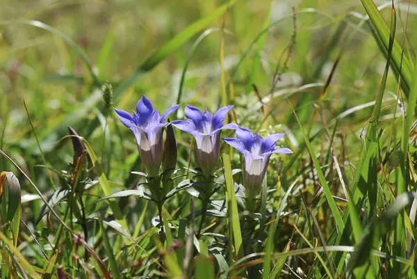 Bahçedeki güzel çiçekler