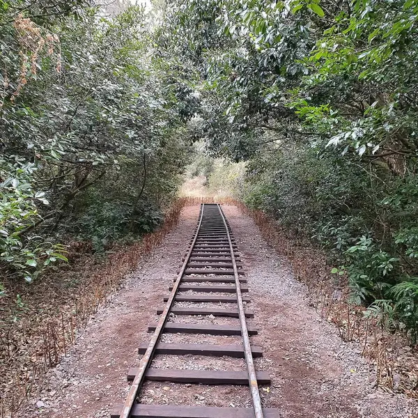 Ormanda demiryolu rayları