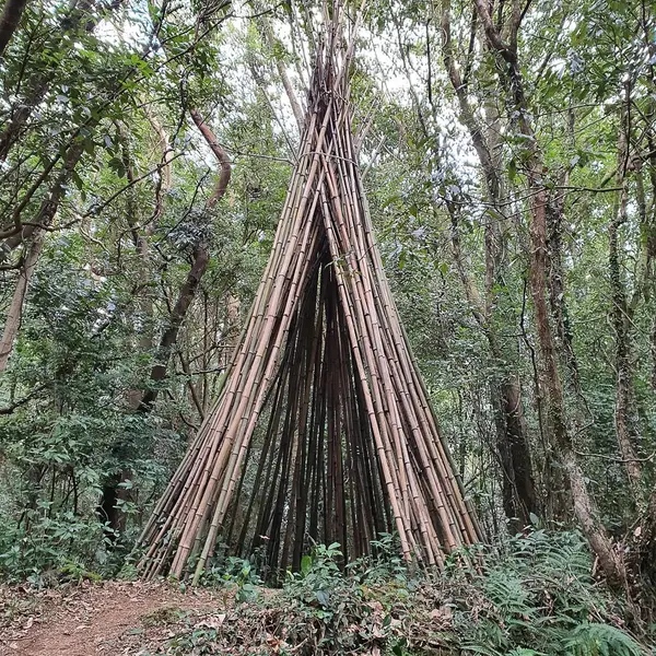 Ormanın güzel manzarası