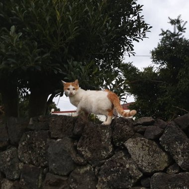 Bahçedeki beyaz kedi