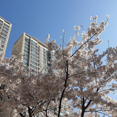 Japonya 'da kiraz çiçeği