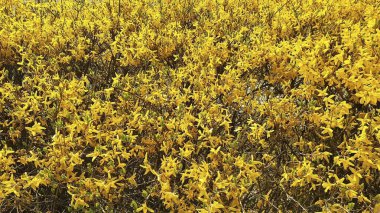 Bahçedeki sarı çiçekler