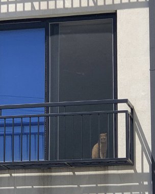 Pencerede oturan kedi