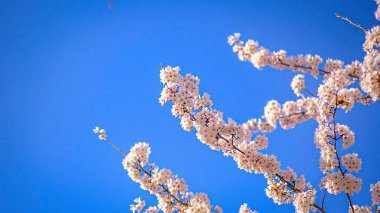 Japonya 'da kiraz çiçeği