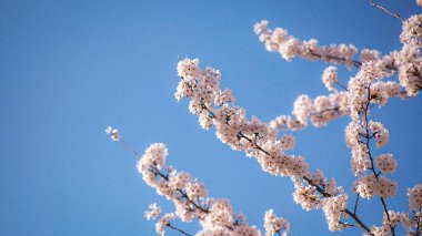 Güzel botanik fotoğrafı, doğal duvar kağıdı.