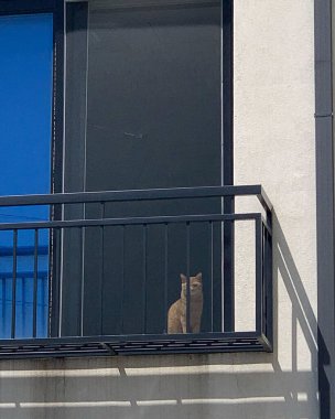 Pencerede oturan kedi