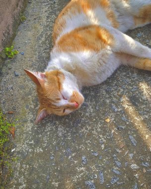 Kırmızı kedi sokakta yatıyor..