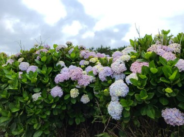 Bahçedeki güzel çiçekler