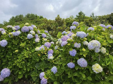 Bahçedeki güzel çiçekler