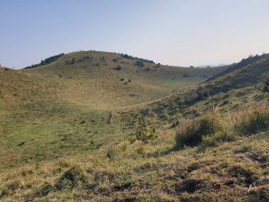 Bir sürü ağaçla dolu yeşil bir tarlanın güzel bir görüntüsü.