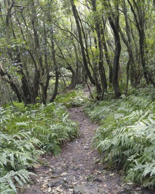 Ormanın güzel manzarası