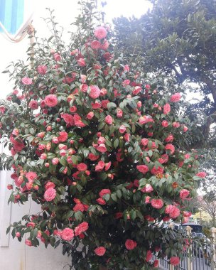 Bahçedeki güzel çiçekler