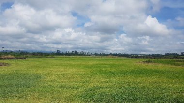 Pirinç tarlası ve bulutlu gökyüzü olan güzel bir manzara.