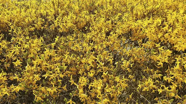 Bahçedeki sarı çiçekler