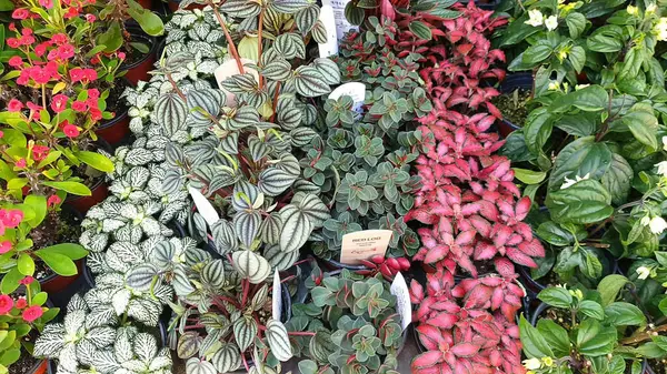 Bahçedeki güzel çiçekler