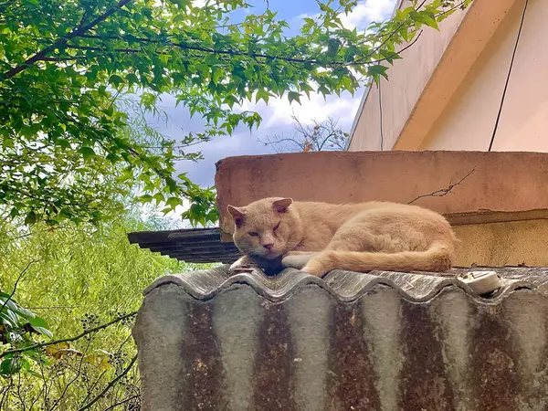 Hayvanat bahçesindeki bir kedi